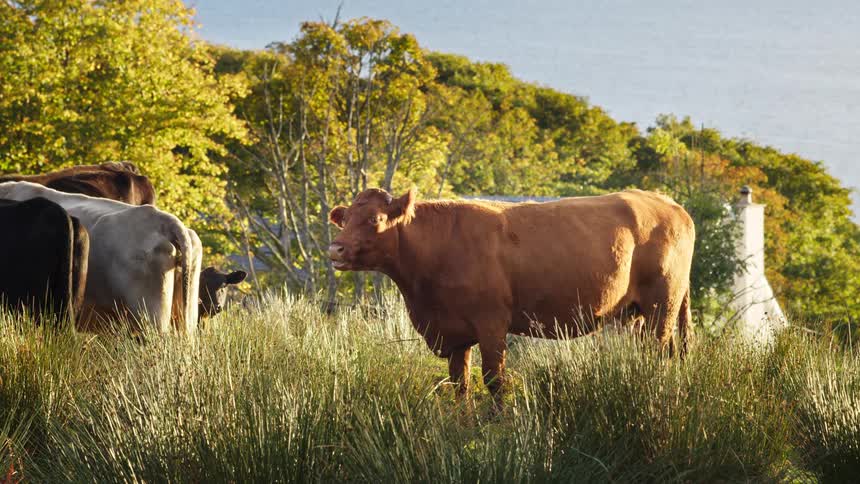 A few cows in a pasture