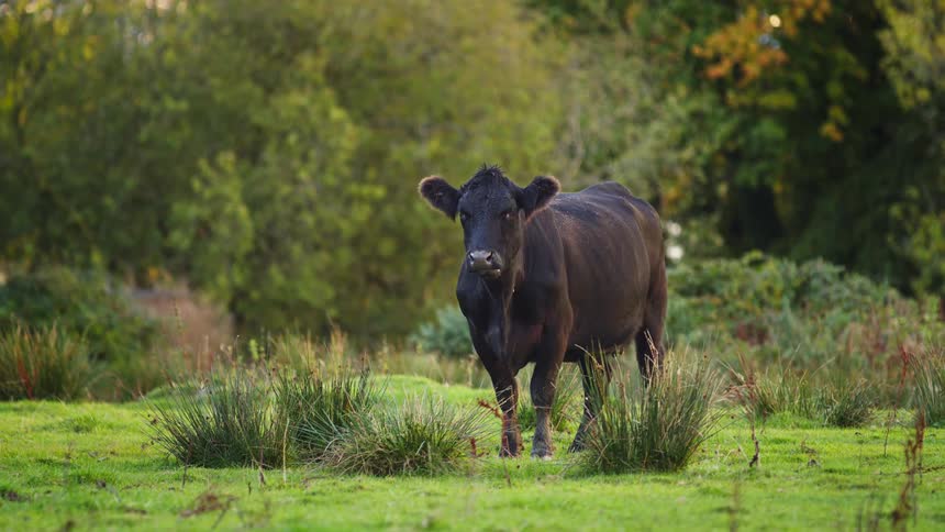 A cow grazing in a pasture