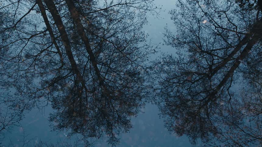 Trees reflected in pool of water