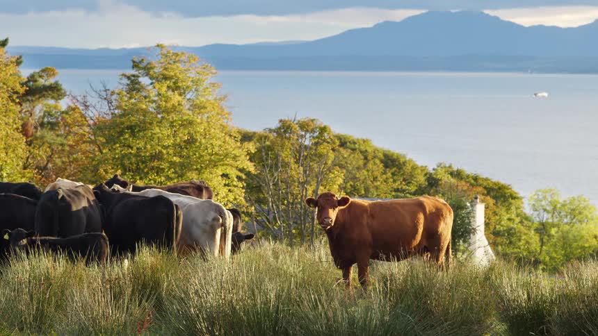 A herd of cows stands in a vibrant grassy field with one brown cow facing the camera set against a scenic backdrop of a large body of water distant mountains and trees