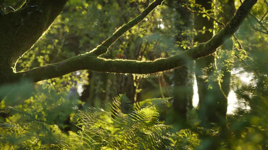 A mossy tree branch in a lush forest is backlit by the sun as insects fly in the air