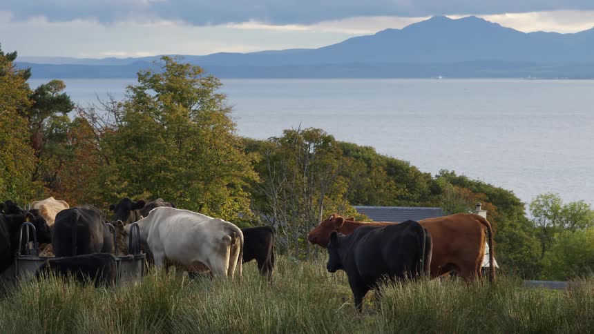A herd of cows eating in field with Isle of Arran in distance