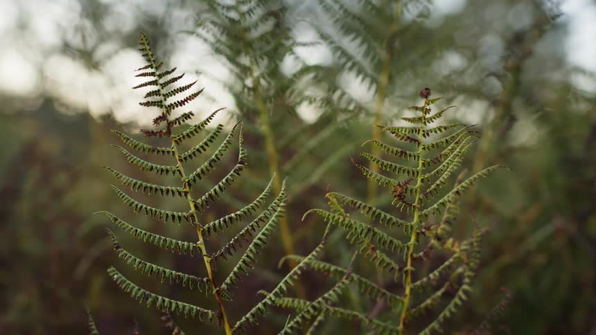 A couple fern leaves