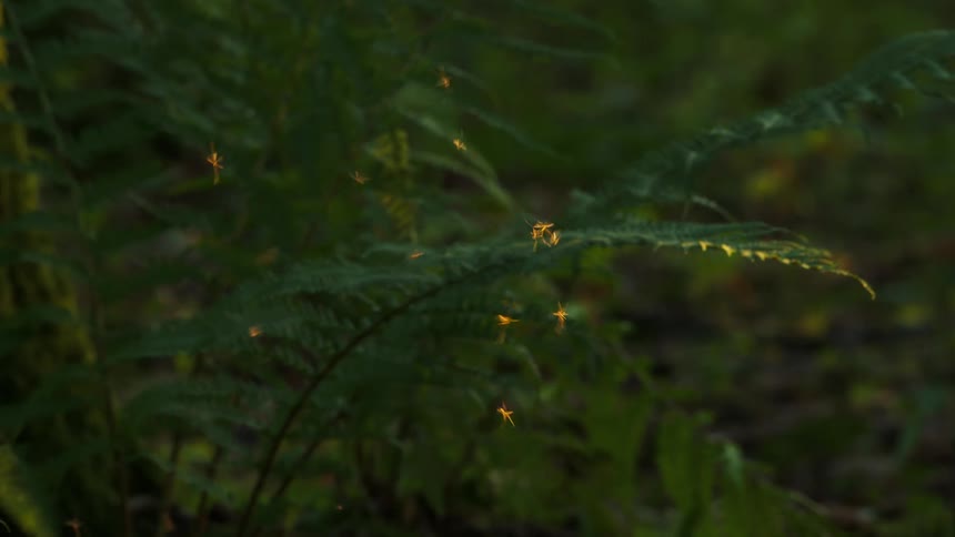 Group of insects flying near a fern plant with greenish leaves