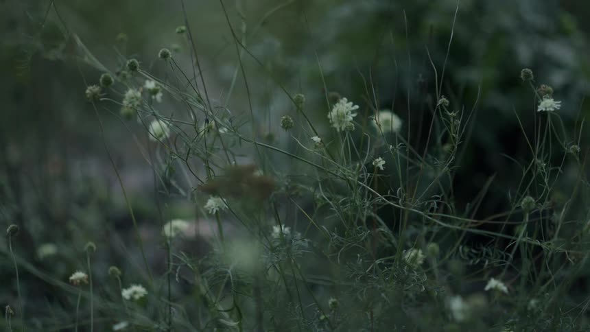 The video shows a field of tall wild grasses and small white flowers the wind gently blows through the field causing the plants to sway back and forth