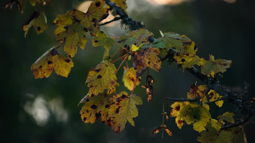 Golden autumn maple leaves with dark spots hang from a branch against a blurred dark green background