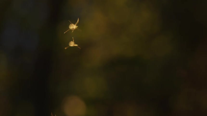 Several bugs flying about trying to mate, crane flies in a forest