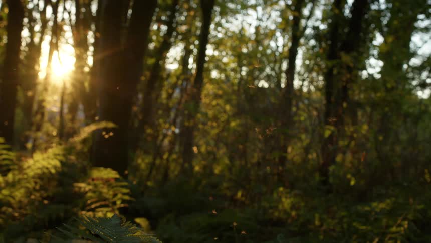 The video shows a forest scene at sunset with the suns rays filtering through the dense canopy of trees the light illuminates the lush green ferns and other undergrowth on the forest floor while small crane flies can be seen flying in the golden light