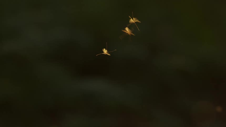 Three crane fly insects flying with wings illuminated against a dark background
