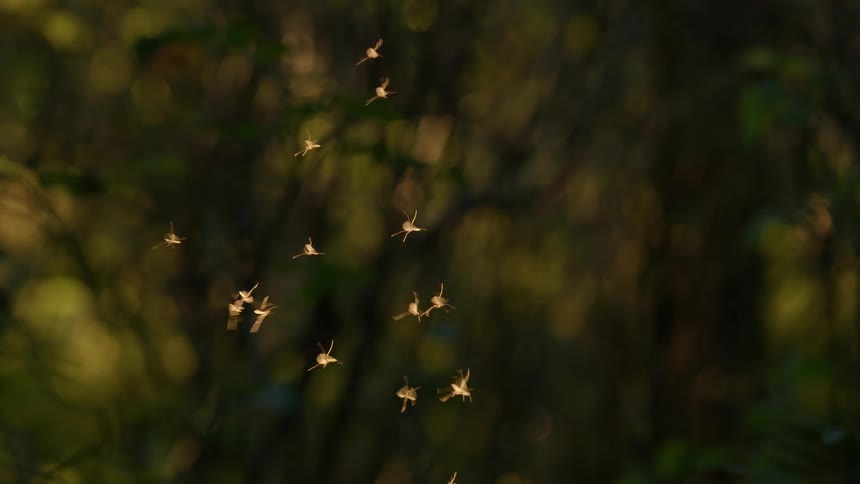 A cluster of flying insects, crane flies mating
