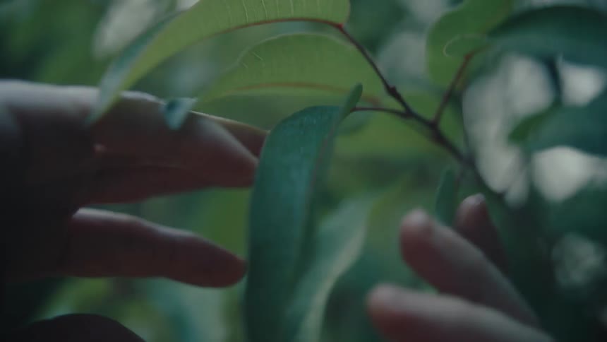 A persons hands are touching the leaves and branches of a tree