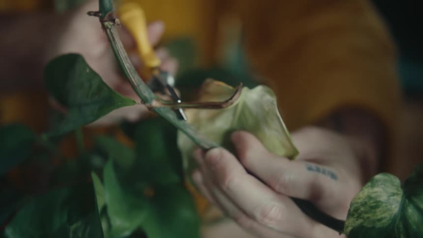 Pair of hands with scissors cutting dry leaves from a plant