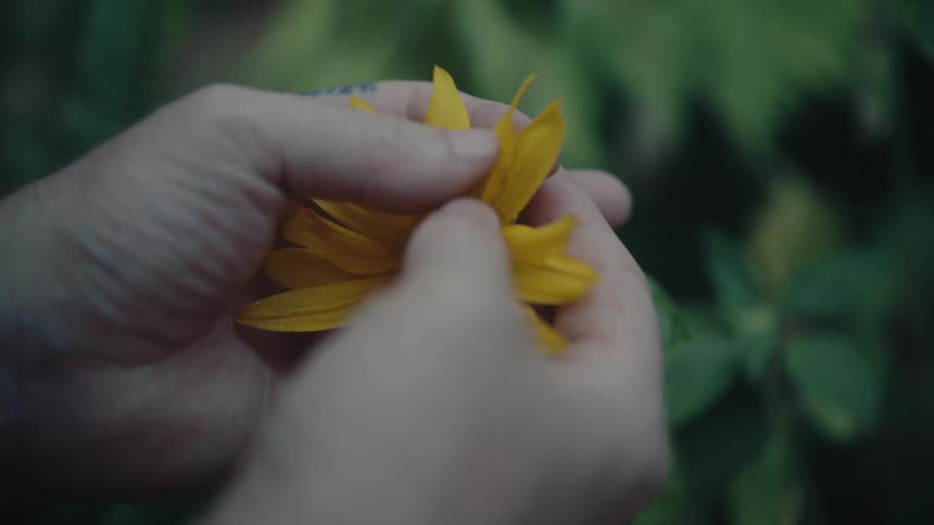 A hand gently plucks a single yellow petal from a sunflower the hand then holds the flower with the missing petal now creating a gap in the bloom