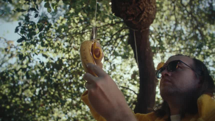 Man cutting with scissors the string that holds a banana stuck to the trunk of a tree