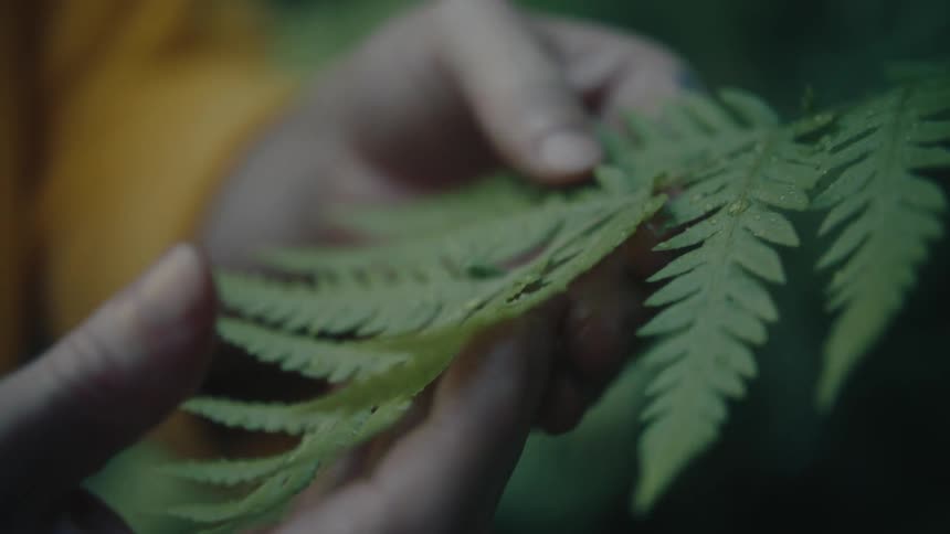 A persons hands gently holding and running their fingers along the fronds of a green fern