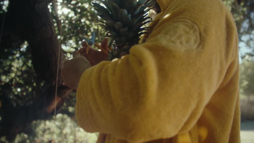 Man cuts a hanging pineapple from a tree in sunlight