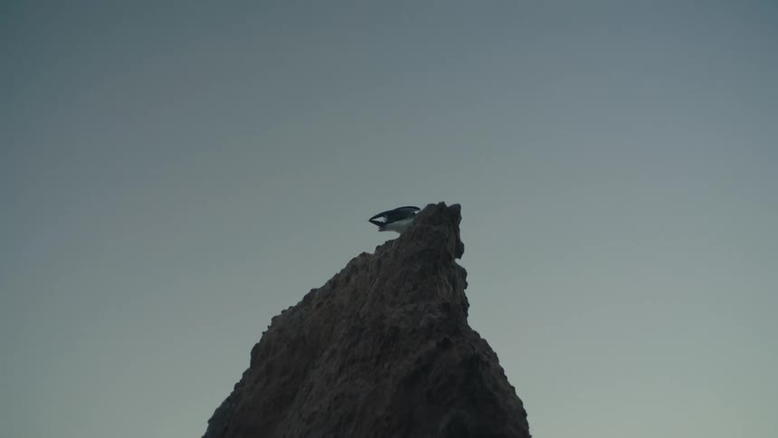 The bird flies from the rock on the shore