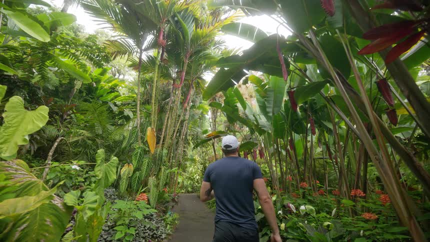 A man walks down a path in a lush tropical botanical garden surrounded by towering plants and vibrant flowers
