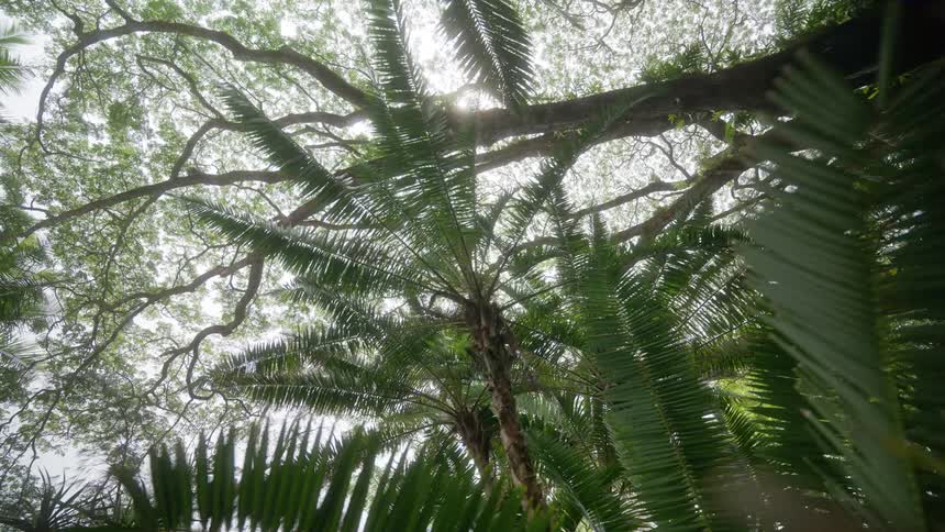 A lowangle shot looking up through the lush dense canopy of a tropical forest with sunlight filtering through the vibrant green leaves and branches