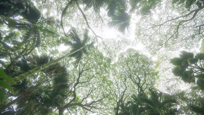 A shot from the ground looking up shows the dense canopy of a tropical forest with the suns light filtering through the various large leaves and branches of the trees