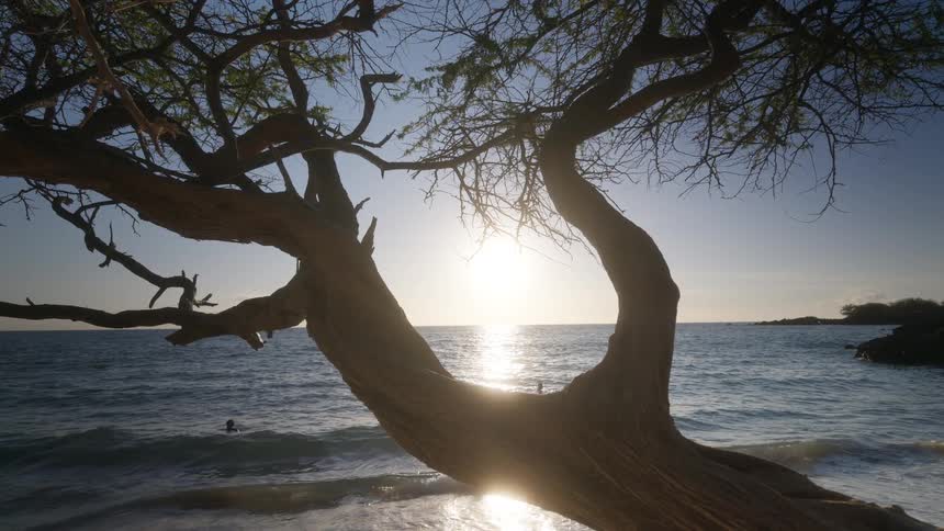 Tree with a crooked trunk in front of a beach with the sun on the horizon