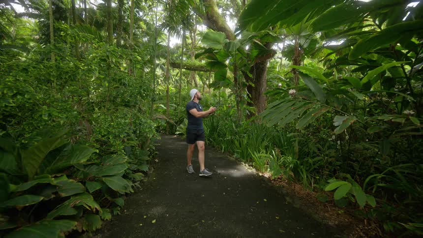 A man walks along a paved path in a lush tropical forest stopping to take pictures of the towering canopy with his phone