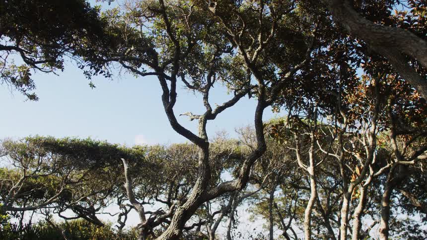A view of the gnarled branches and dark green leaves of several trees with a clear blue sky in the background