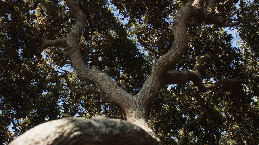 View up from a tree moving due to the force of the wind