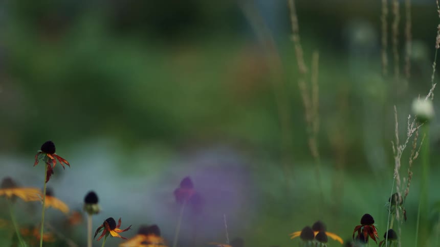 A field of wildflowers with yelloworange and purple petals and dark centers is gently swaying in the breeze against a blurry green background