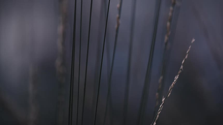 Several tall reeds