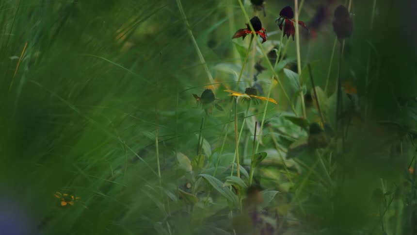 Some flowers stand among the tall grass