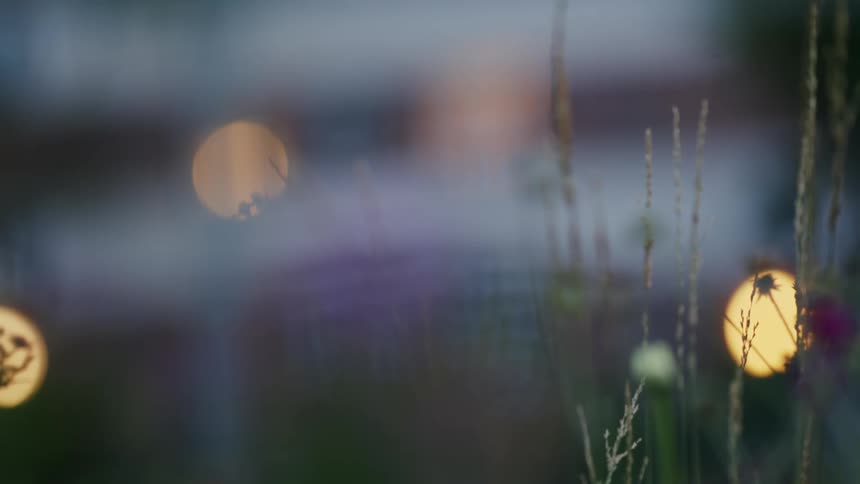 Plant in the foreground with blurred lights in the background