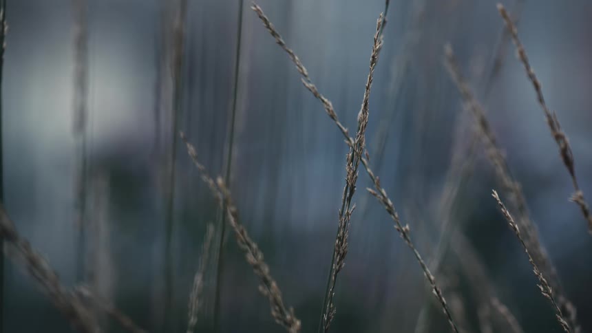 Several tall reeds