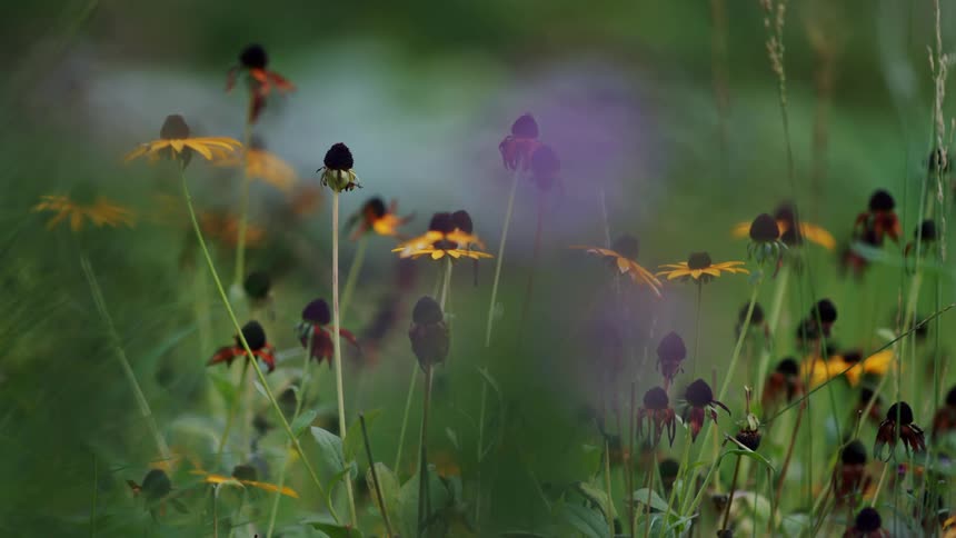A bunch of yellow flowers in a park garden