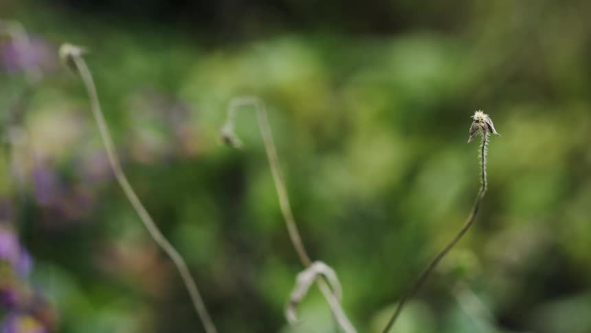 Close up of a dried plant in a garden