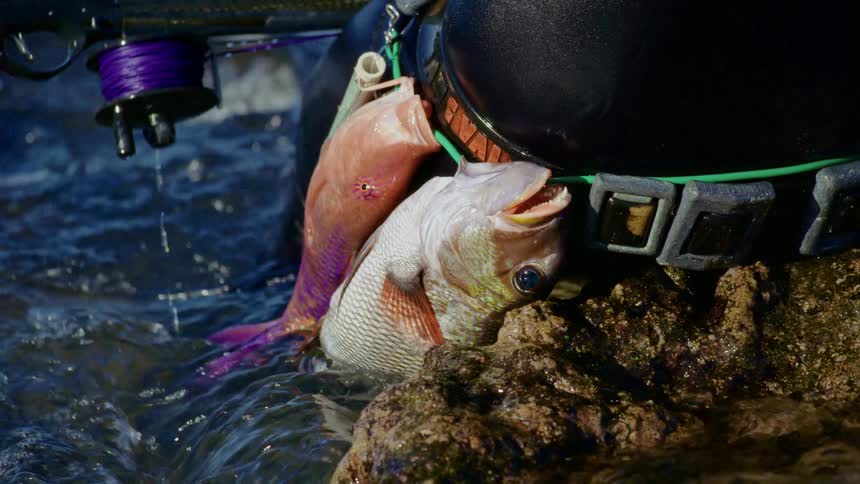 Diver in a wetsuit carrying fish attached to a belt next to a speargun