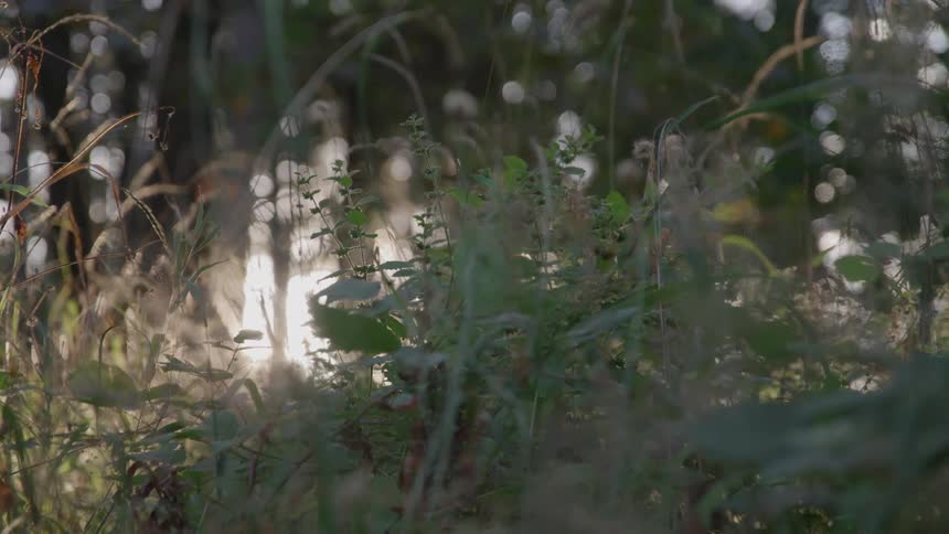 Golden sunlight shines through a field of tall wild grass and plants that are swaying in a gentle breeze creating a lens flare effect and outoffocus highlights