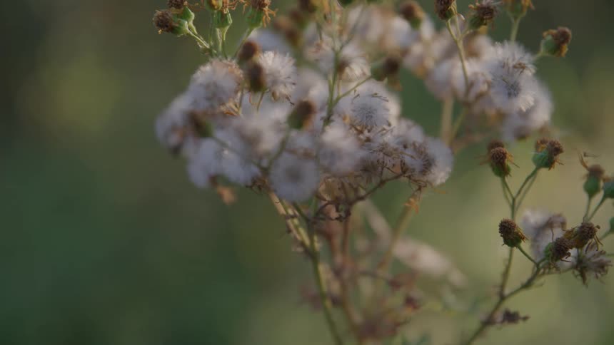 A cluster of white flowers