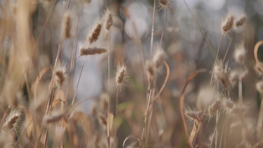 A bunch of cattails