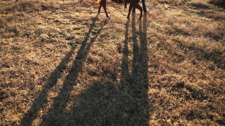 A person walking their horse