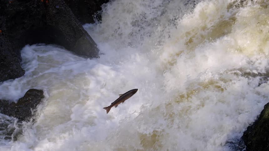 A Atlantic salmon leaps upstream