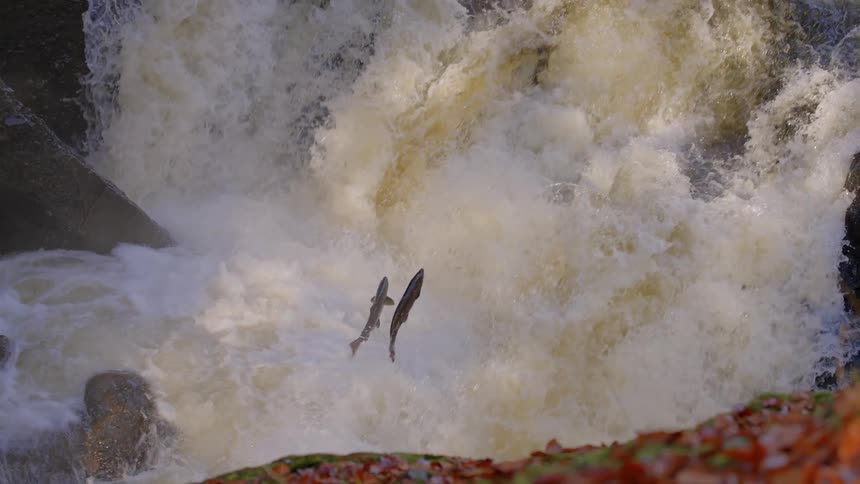 Fish jumps out of the foamy churning water of a waterfall as it attempts to swim upstream