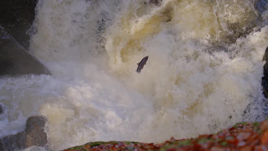 A Atlantic salmon leaps upstream