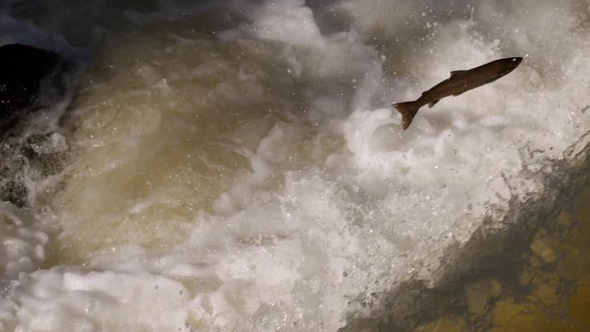 A Atlantic salmon jumps upstream