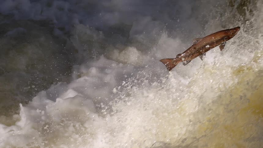 Salmon leaping against the current amid the foaming water