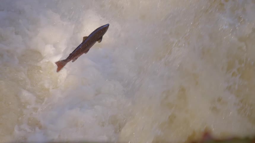 A Atlantic salmon jumps up some rushing water