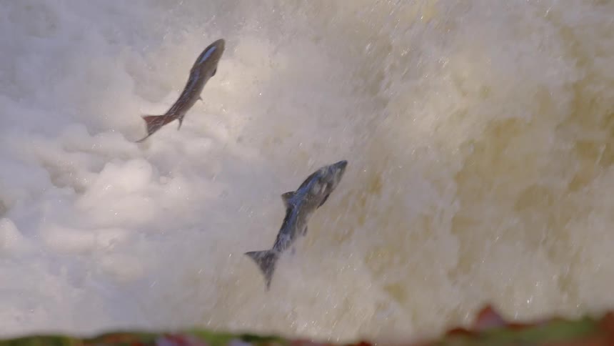 A few Atlantic salmon leap upstream
