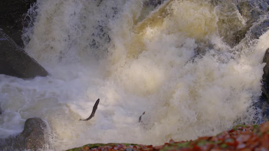 Fish jumping upstream on rapids