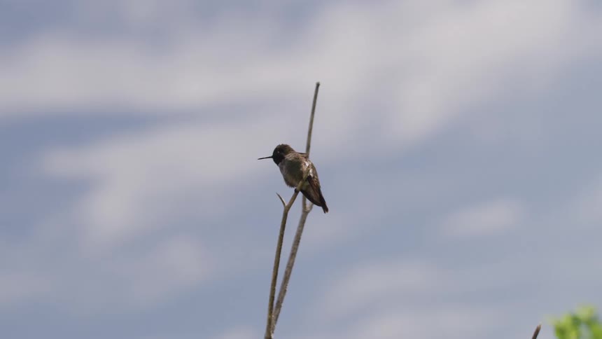 A small bird perching on a branch