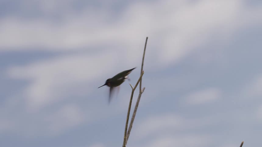 Bird sitting on a branch and flies away